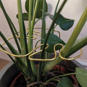 May include: A gold-coloured plant support cage encircles a lush green plant with large leaves. The cage is made of curved metal rods, providing support for the plant's stems. The plant is in a dark pot.