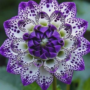 Pode incluir: Close-up de uma flor de dália com um padrão marcante. As pétalas brancas são salpicadas com manchas roxas escuras, emoldurando um centro roxo profundo. A flor está totalmente aberta, revelando sua estrutura intrincada e cores vibrantes.