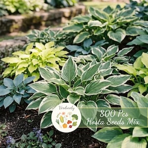 800 Hosta Seeds for Planting | Shade Garden Perennial Foliage Plant for Home Landscaping