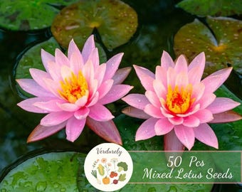 50 Pcs Mixed Lotus Seeds | Aquatic Plant Easy Care for Garden Balcony Pond