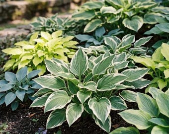 Hosta Seeds Mix 800 Pcs | Hardy Perennial Foliage Plant | Home Garden Shade Garden Decor