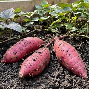 May include: Three freshly harvested sweet potatoes with reddish-purple skin rest in dark soil, surrounded by green leafy plants. The sweet potatoes are oblong and covered in soil, showing their recent harvest.