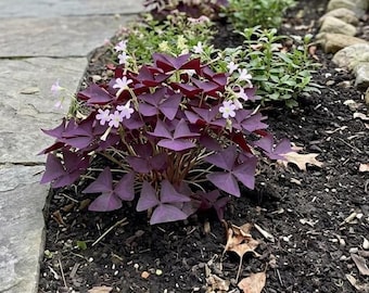 30Pcs Purple Leaf Oxalis Bulbs | Beginner Friendly Houseplant