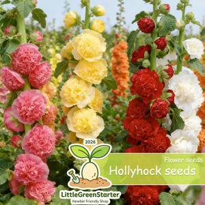 May include: A vibrant image showcasing hollyhock flower seeds. The image features tall stalks of hollyhocks in shades of pink, yellow, red, and white. The text "Hollyhock seeds" and "Flower seeds" is visible, along with a logo for LittleGreenStarter.