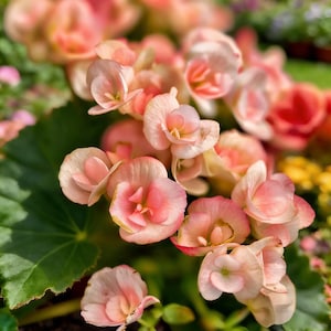 May include: Close-up of a cluster of begonia flowers in various shades of pink and peach. The petals are delicate and layered, with a soft, velvety texture. The flowers are surrounded by large, green leaves.