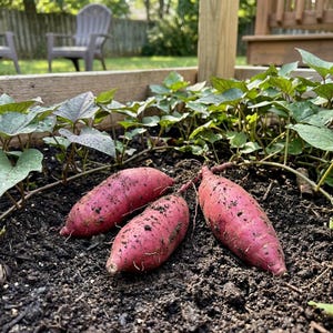 1000 Sweet Potato Seeds Home Garden Vegetable Growing Indoor Outdoor