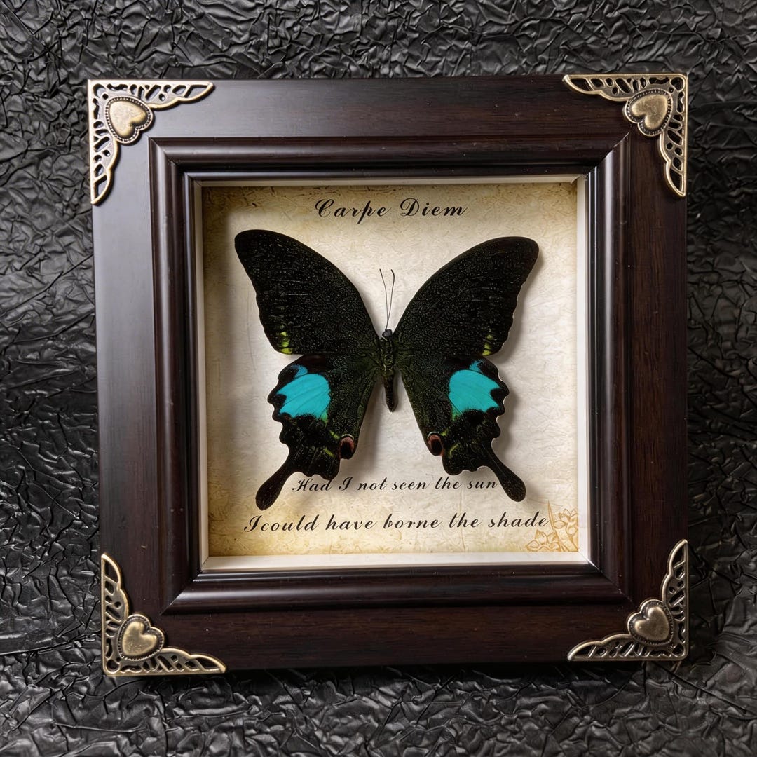 Handmade Real 3D Butterfly Frame With Base, Personalized Authentic ...
