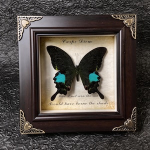 Puede incluir: Un espécimen de mariposa enmarcado con un marco de madera marrón oscuro y detalles decorativos en las esquinas. La mariposa tiene alas negras con marcas turquesas. El fondo presenta el texto "Carpe Diem" y una cita.