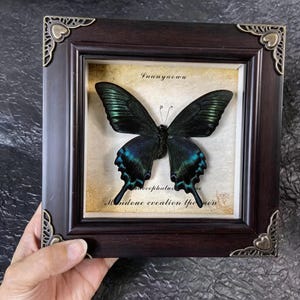 Puede incluir: Una exhibición enmarcada con una mariposa Papilio ulysses con alas iridiscentes azules y negras. La mariposa está montada sobre un fondo color crema con texto. El marco marrón oscuro tiene detalles decorativos en las esquinas.