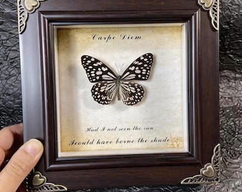 Cornice con farfalla vera, realizzata a mano, con base, regalo personalizzato, autentico esemplare di farfalla 3D con incisione personalizzata.