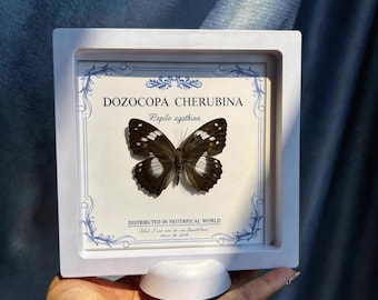 Décoration murale papillon avec cadre, spécimen réel, présentoir papillon 3D fait main, art mural insecte, décoration nature pour la maison, œuvre d'art décorative unique