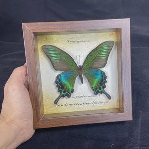 Puede incluir: Un espécimen de mariposa enmarcado con un marco de madera marrón. La mariposa tiene alas verdes y azules con patrones intrincados. El fondo es de color beige con el texto "Puanyaowu" y "Mandone creation specimen".