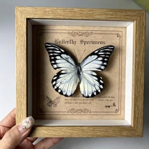 Puede incluir: Un espécimen de mariposa enmarcado con un marco de madera clara. La mariposa tiene alas blancas y negras y se exhibe sobre un fondo marrón con el texto "Butterfly Specimens". El marco está sostenido por una mano.