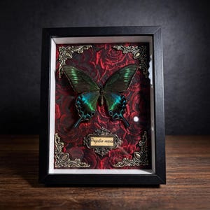 Puede incluir: Exhibición de mariposa enmarcada con una mariposa verde y azul vibrante sobre un fondo de rosas rojas. La mariposa está centrada en un marco negro con detalles ornamentales en las esquinas y una pequeña etiqueta que dice "Papilio maackii".