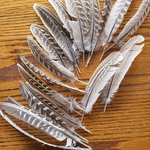 20 Short Pheasant Wing Feathers (6 inches to 8 inches)