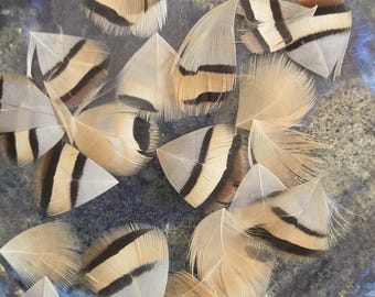 Chuker Feathers- Great for Creating Flies! Over 20 Feathers-  Approximately 1 inch Long. Cleaned and Trimmed.