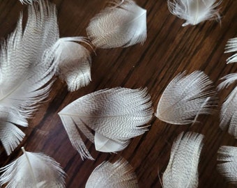 30 Mallard Duck Feathers- (1 to 3 inches long)