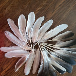 22 Snow and Blue Goose Wing Feathers --Great for Making Fishing Lures (4 1/2 to 9 inches long)