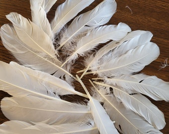 18 Tundra Swan Feathers 6 to 10  inches --Great for Making Fishing Lures