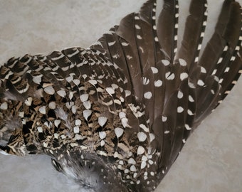 1 COMPLETE Wing-Wild Sharptail Grouse Wing ..Feathers for Fly Fishing!- Approximately 6 inches by 10 inches