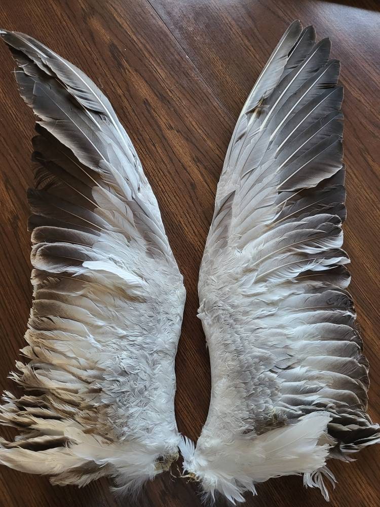 3-6 Inch Light Pink Marabou Feathers. 10 Very Soft Fluffy Pale Colored Bird  Plumes F/ Making Feather Boas A/ Fancy Fans. Goose Accessories 