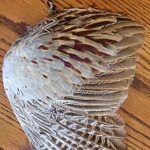 One Ringneck Rooster Pheasant Wing- Feathers for Fly Fishing!- approximately 9 inches by 10 inches