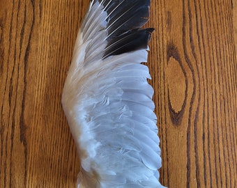 1  Beautiful Snow Goose Wing .. Large Supply of Feathers for Fly Fishing Ties!- Approximately 8 inches by 24 inches.