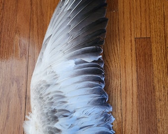 1  Snow/Blue Goose Wing .. Large Supply of Feathers for Fly Fishing Ties!- Approximately 8 inches by 21 inches.