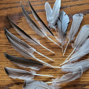 Red Head Duck Wing Feathers- Great for Creating Flies! (3 to 6 inches)