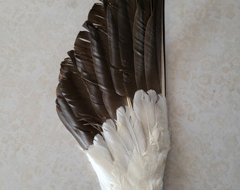 1  SMALL Snow Goose Wing .. Supply of Feathers for Fly Fishing Ties!- Approximately 6 inches by 16 inches.