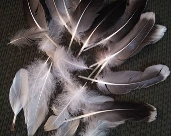 20pcs Silver Pheasant Black White Delicate Feathers DIY Craft Fly Fishing 