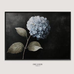 Könnte beinhalten: Ein gerahmter Kunstdruck mit einer einzelnen hellblauen Hortensienblüte und gedämpften grünen Blättern vor einem dunklen, strukturierten schwarzen Hintergrund. Der Text DREAMERY PRINTS ist in kleinen schwarzen Buchstaben unter dem Rahmen zu sehen.