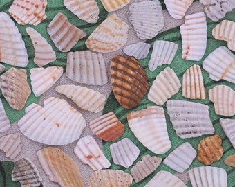 Broken Seashell Pieces Frags Wedding Decor "Ruffles" Florida Naturally Tumbled Smoothed Shells Craft Supply Beach Home Decoration TheSandbar