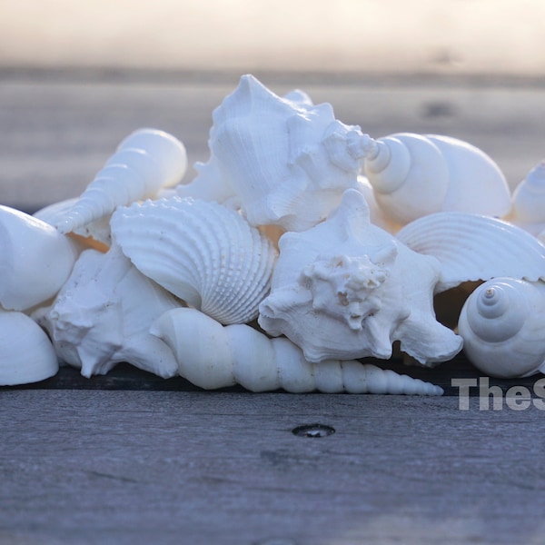 White Seashell Mix White Vase Fill Bulk Wedding Shells Craft Mystery Box White Beach Supply Big White Shells DIY Terrarium -  The Sandbar