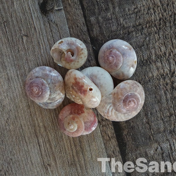 Pink Shell Beads Umbonium Tan Pink Red Small Round Shell 1/2" - 1" Beads Drilled Shells with Holes Craft Beach Supply Shells -  The Sandbar