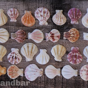 Scallop Shells - Pecten Amiculum Orange Pink Patterned White Wedding Decor  Bulk Seashells Natural Beach Decor Crafting Supplies TheSandbar