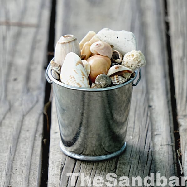 Mini Seashell Bucket Miniature Natural FL Shells Sand Pail Decoration Beach Cottage Key West Vacation Decor Mermaid Embellished - TheSandbar