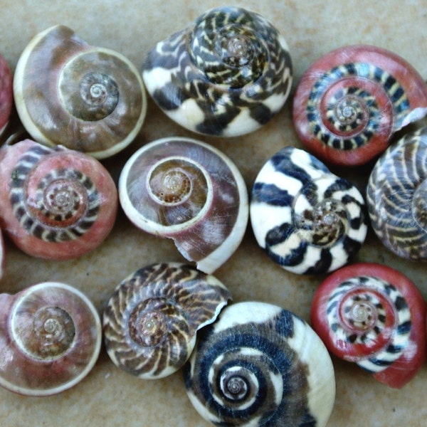 Red Patterned Shells Pink Small Tiny Mix Colored Patterned Snail Seashells Black White Striped Umbonium Round Shells Mosaic The Sandbar
