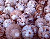 Florida Snail Seashells - Saltwater Fish Tank Aquarium Crab Shell DIY Wedding Coastal Fairy Craft Supply Crafting Cruelty Free - TheSandbar
