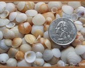 Mini Little Seashells Teeny Tiny Small Miniature Natural Shells Bulk Florida Coastal Craft Supplies - Mermaid Beach Wedding - TheSandbar