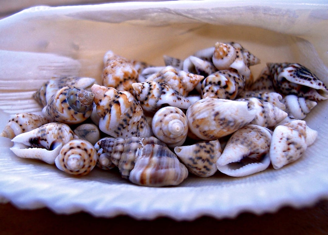 Miniature Conch Shells Little Small Teeny Tiny Light Patterned Mini