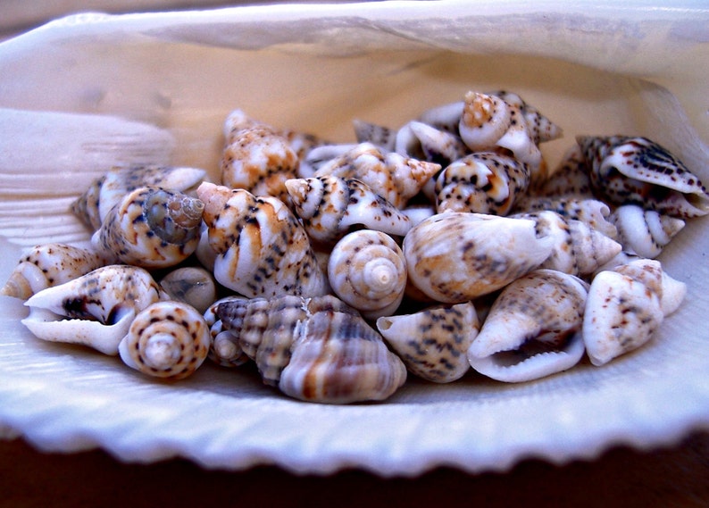 Miniature Conch Shells Little Small Teeny Tiny Light Patterned Etsy