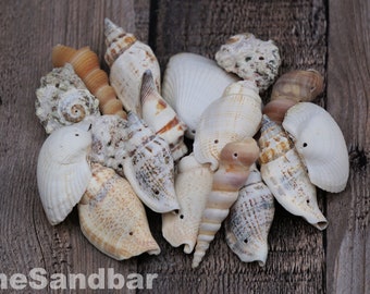 Conchiglie con fori - Perline di conchiglie forate Conchiglie con fori naturali Vongole da spiaggia ecologiche Florida Fornitura di gioielli artigianali Macramé TheSandbar