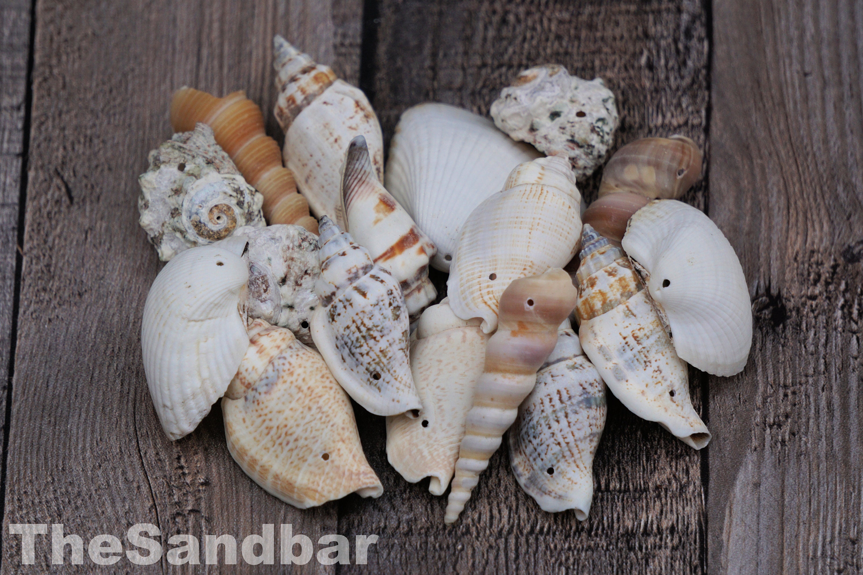 Seashells With Holes Drilled Seashell Beads Natural Hole Etsy