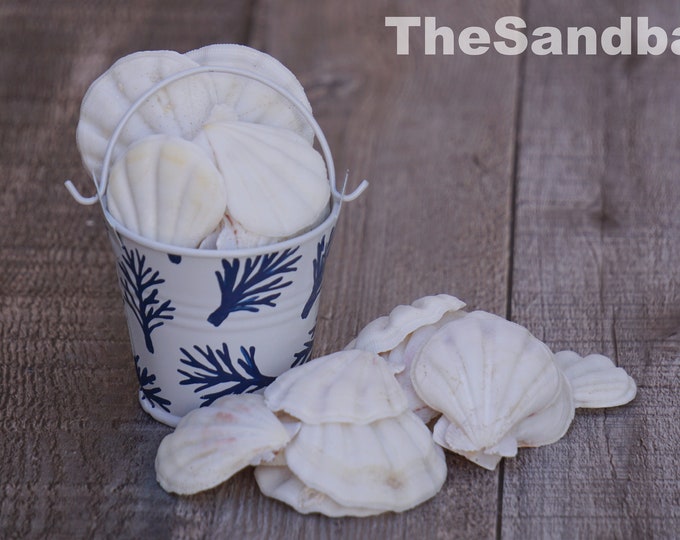 White Scallop Shells Pecten Amiculum DIY White Wedding Decor Bulk Seashells Natural Beach Decor