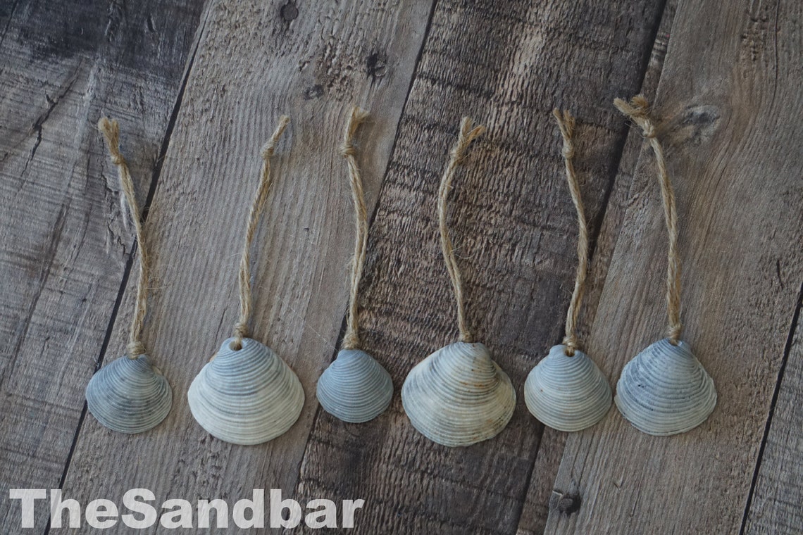 Gray Seashell Ornaments Florida Clams Textured Clam Natural Etsy