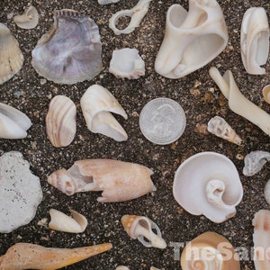 Broken Florida Shells - Natural Seashells Conch Olive Spiral Clam "Broken Beauties" Craft Mosaic Vase Filler Smooth Worn Shells TheSandbar
