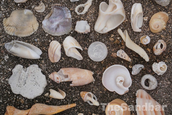 Broken Florida Shells Natural Seashells Conch Olive Spiral Clam broken  Beauties Craft Mosaic Vase Filler Smooth Worn Shells Thesandbar 