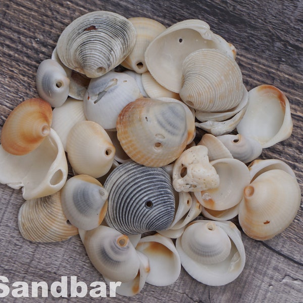 Shells with Holes - Cruelty Free Seashell Mix Beads Natural Hole Eco-Friendly Organic Beads Florida DIY Macramé Craft Supply TheSandbar