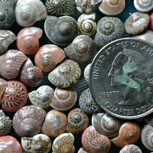 Red Patterned Shells Pink Small Tiny Mix Colored Patterned Snail ...